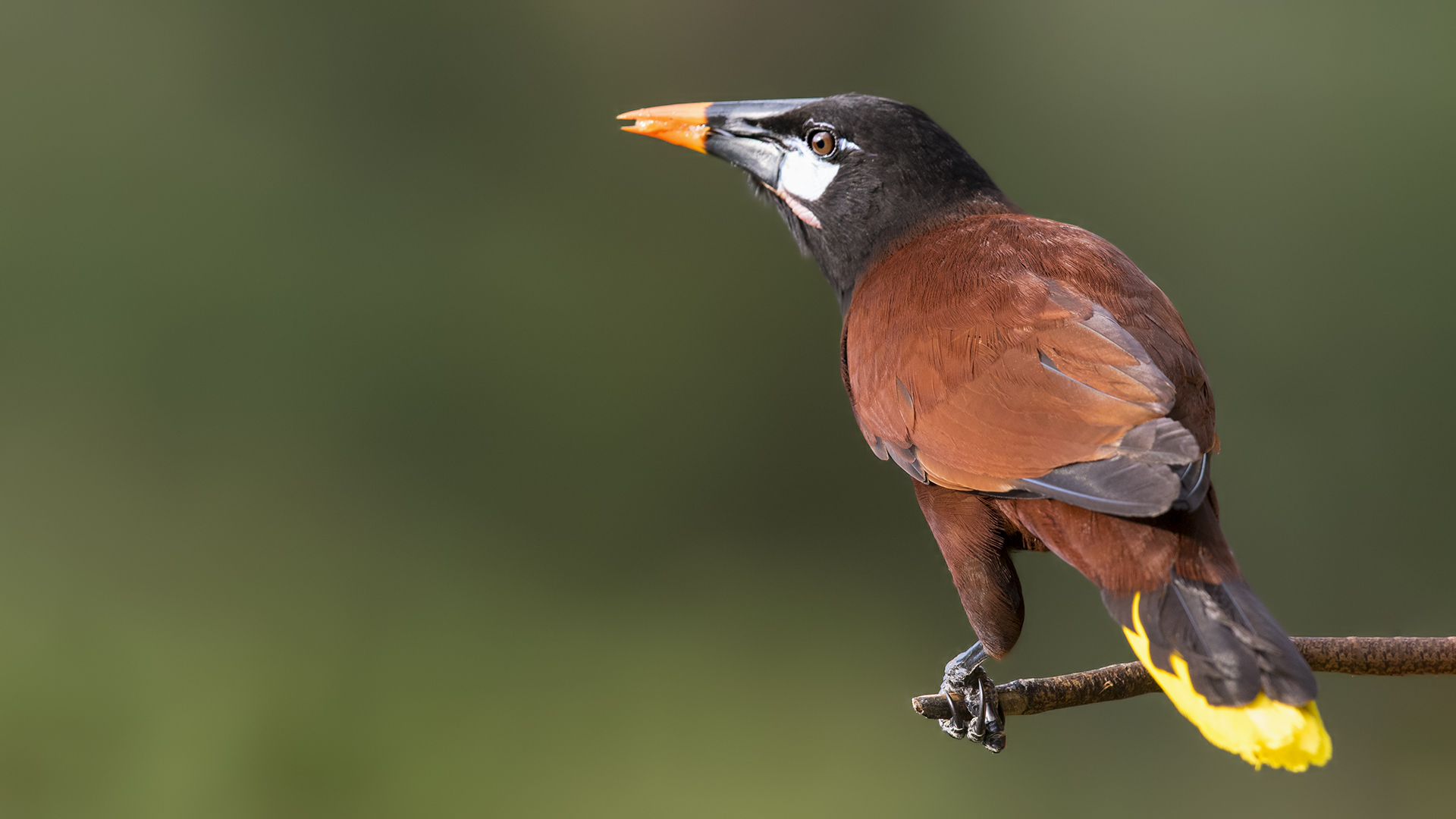 Montezuma Oropendola